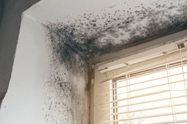 Affordable Black Mold Remediation solutions in College Park, MD